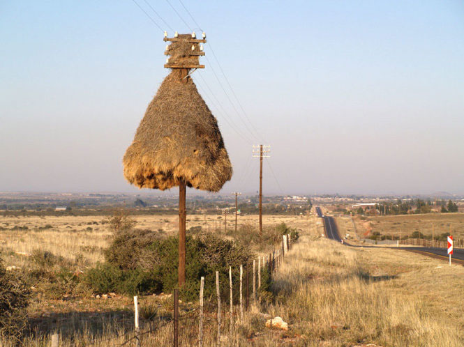 Chim sẻ họ Ploceidae - sống ở Nam Phi, Namibia và Botswana, xây tổ \'tập thể\' rất lớn có thể chứa hàng trăm con chim qua nhiều thế hệ. Tổ chim được dệt từ củi que và cỏ, có tuổi thọ rất dài, được chia thành nhiều \'phòng\',